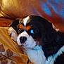dog, cavalier_king_charles_spaniel, pet, couch, cushion, brown, white, black, orange, fur, indoor, relaxed, sideways_glance, close_up, animal, companion, home, cozy, resting, portrait
