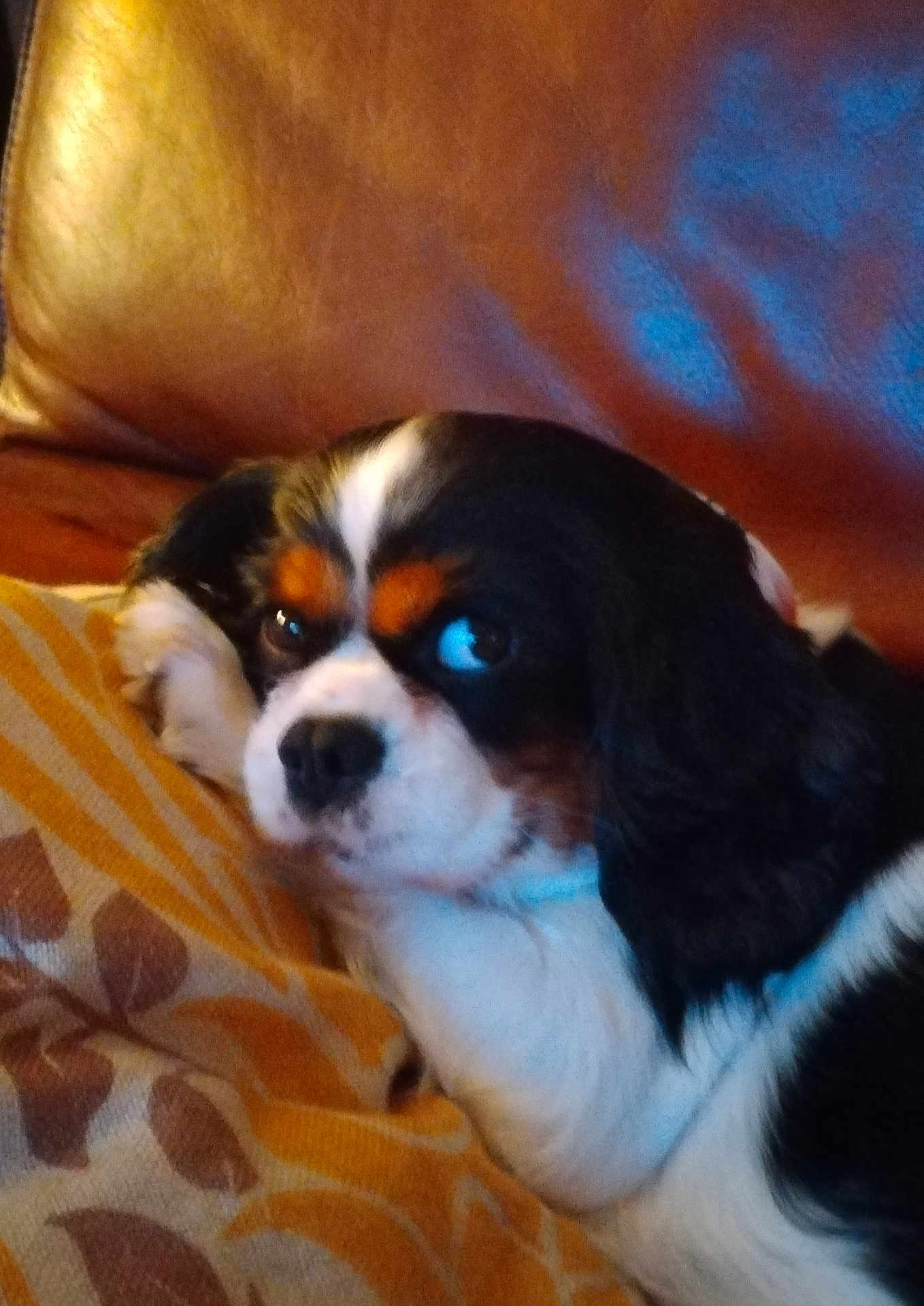 Karma participe au concours pour gagner de l'argent avec cette photo : dog, cavalier_king_charles_spaniel, pet, couch, cushion, brown, white, black, orange, fur, indoor, relaxed, sideways_glance, close_up, animal, companion, home, cozy, resting, portrait