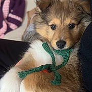 Willow a rejoint le concours — aidez-le/la à gagner de superbes lots ! puppy, dog, pet, cute, fluffy, toy, rope, indoor, cozy, closeup, animal, mammal, fur, face, nose, eyes, paw, resting, domestic, young