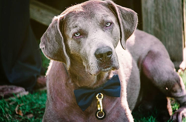 Gauge is registered to the contest to win money with this photo: biting, canidae, carnivore, collar, companion_dog, dog, dog_breed, dog_collar, fawn, grass, gun_dog, hunting_dog, liver, non_sporting_group, snout, sporting_group, terrestrial_animal, working_animal, working_dog