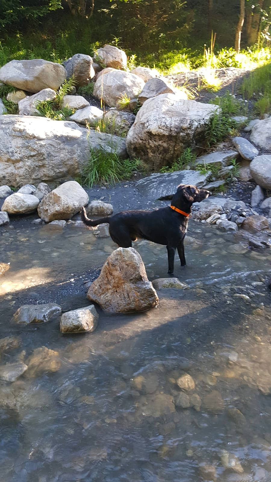 Jürgen participe au concours pour gagner de l'argent avec cette photo : boulder, canidae, carnivore, dog, dog_breed, fawn, flagstone, hunting_dog, rock, sporting_group, stream, watercourse