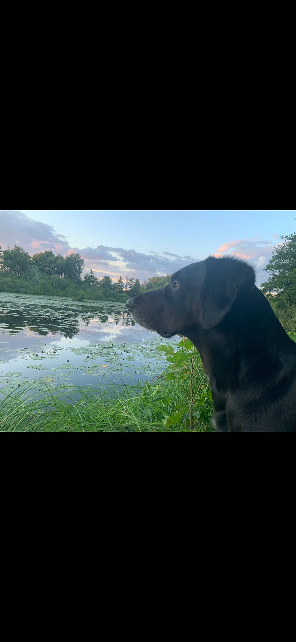 Jürgen a rejoint le concours — aidez-le/la à gagner de superbes lots ! canidae, carnivore, cloud, dog, dog_breed, guard_dog, hunting_dog, labrador_retriever, morning, mountain, nature, photography, pointing_breed, retriever, river, sky, sporting_group, water_resources, wilderness, working_dog