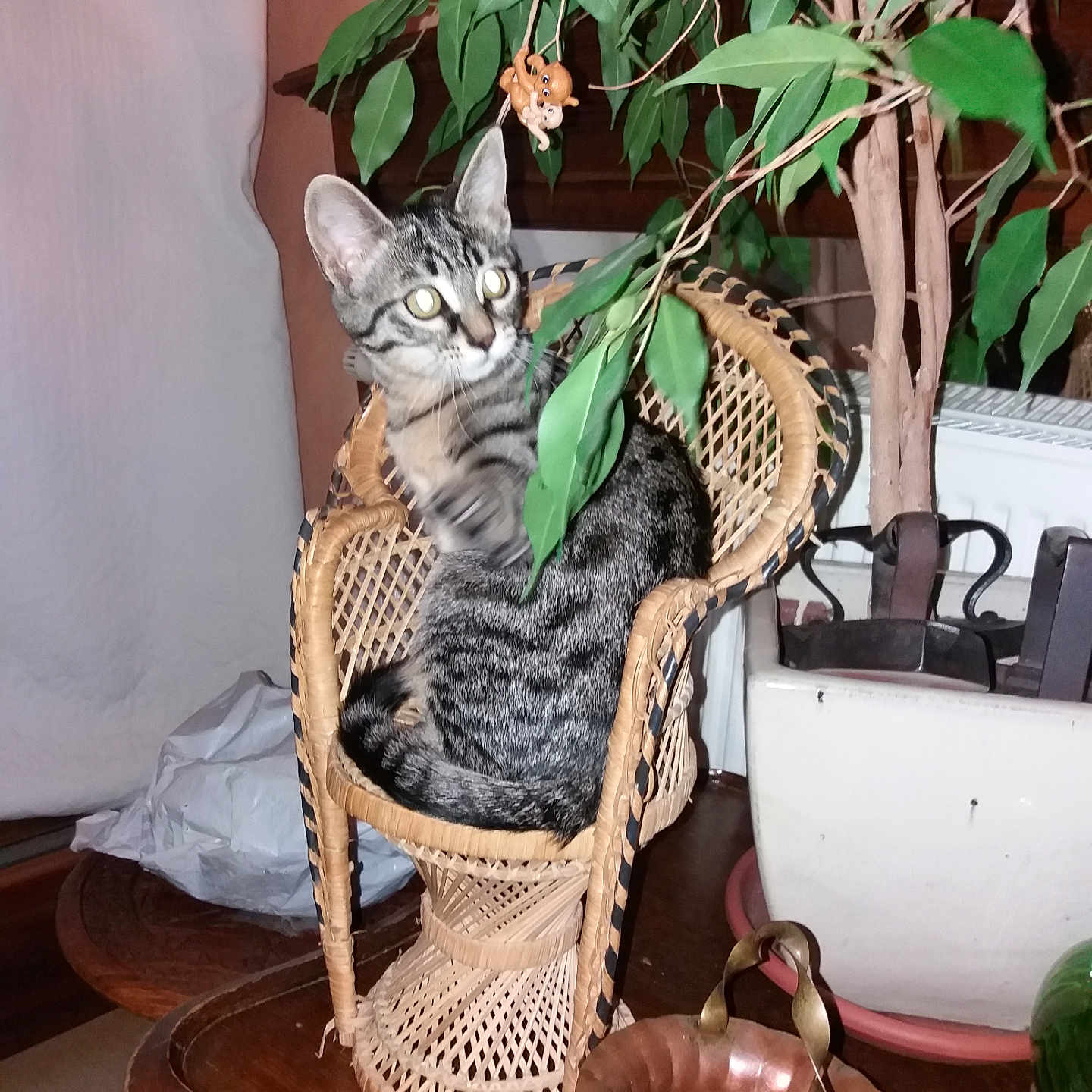 Shiva participe au concours pour gagner de l'argent avec cette photo : abyssinian, animal, cat, chair, cookware, flower, flowerarrangement, furniture, hardwood, jar, kitten, leaf, pet, plant, planter, plywood, pot, pottedplant, pottery, wood