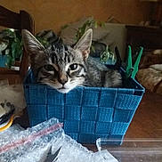 Shiva participe au concours pour gagner de l'argent avec cette photo : abyssinian, accessories, animal, bag, basket, box, cat, couch, furniture, handbag, homedecor, kitten, linen, manx, pet, plant, pottedplant, purse, scissors, shoppingbasket