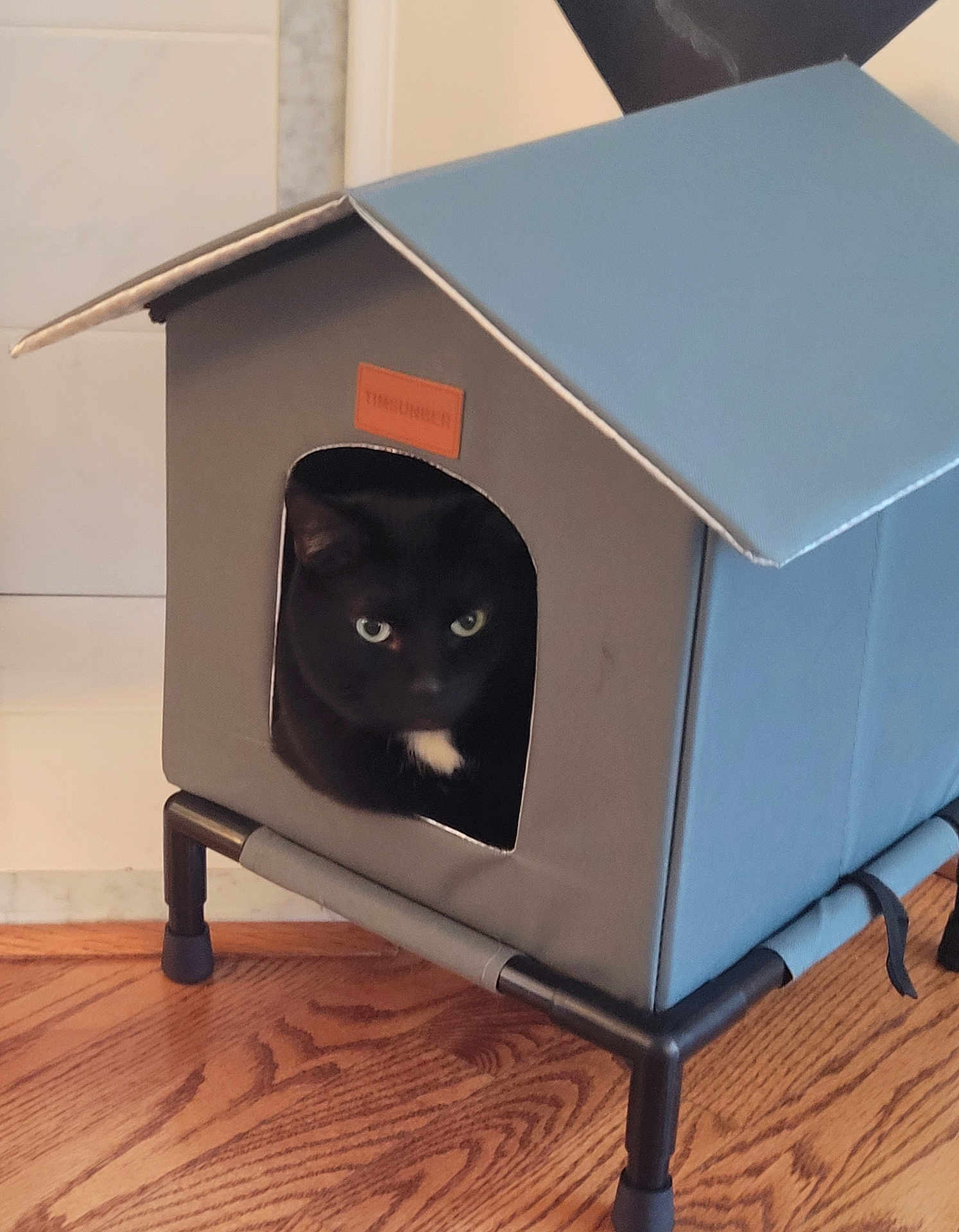 Belle is registered to the contest to win money with this photo: cat, black_cat, pet_house, indoor, wood_floor, feline, animal, cozy, curious, sitting, pet_accessory, home_interior, furniture, cute, small_space, relaxed, domestic_cat, house, resting, looking_out