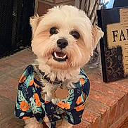 Charlie Angelo is registered to the contest to win money with this photo: animal, brick_hearth, clothing, collar, cute, decor, dog, fireplace, fluffy, fur, happy, home, indoor, pet, portrait, sitting, small_dog, smiling, tag, tropical_shirt