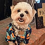 animal, brick_hearth, clothing, collar, cute, decor, dog, fireplace, fluffy, fur, happy, home, indoor, pet, portrait, sitting, small_dog, smiling, tag, tropical_shirt