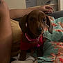 arm, bell, blanket, collar, couch, cozy, curious, dachshund, dog, ears, face, fur, indoor, living_room, person, pet, pink_collar, puppy, red_clothing, small_dog