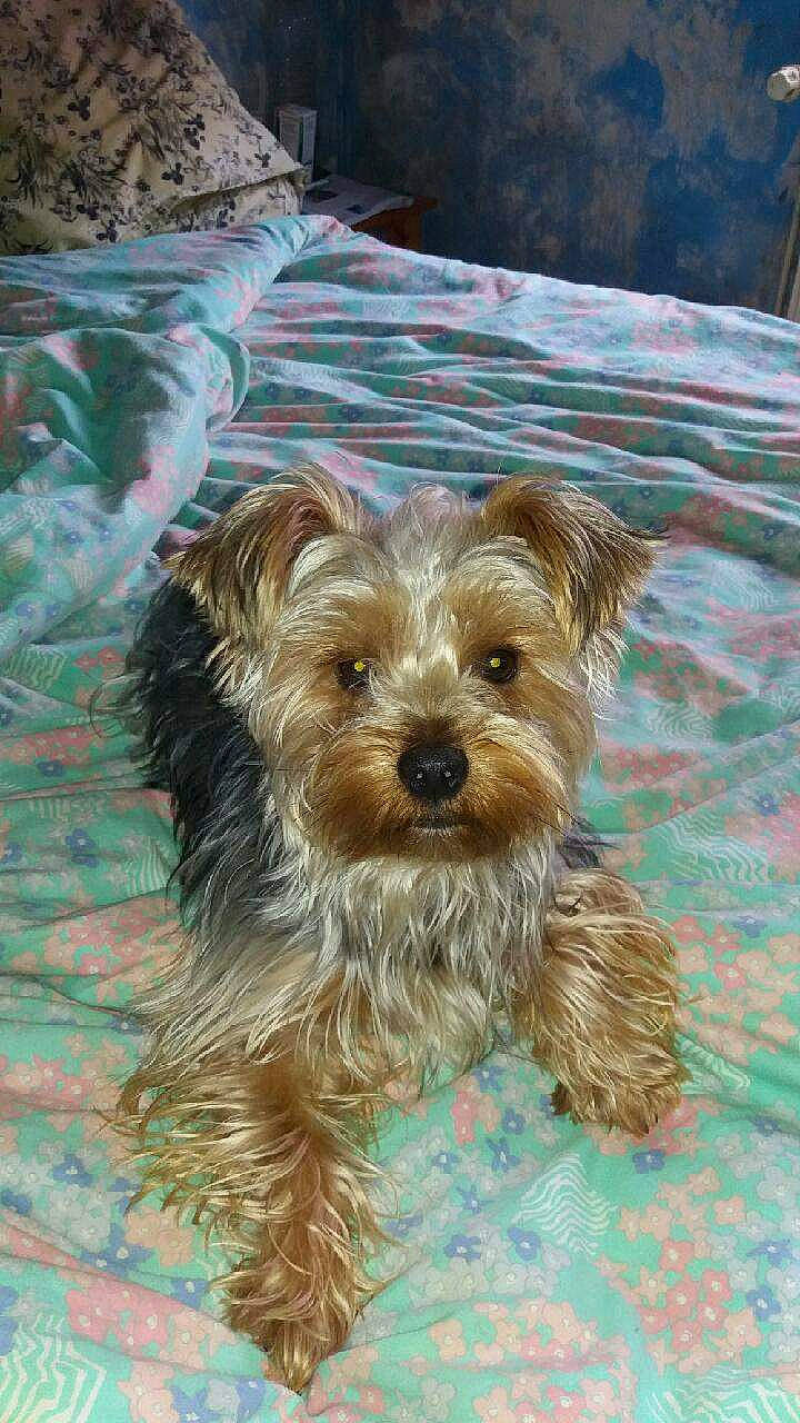 Louky a rejoint le concours — aidez-le/la à gagner de superbes lots ! australian_silky_terrier, australian_terrier, biewer_terrier, canidae, carnivore, companion_dog, dog, dog_breed, glen_of_imaal_terrier, maltepoo, mammal, morkie, schnoodle, small_terrier, sporting_lucas_terrier, terrier, toy_dog, vertebrate, yorkipoo, yorkshire_terrier