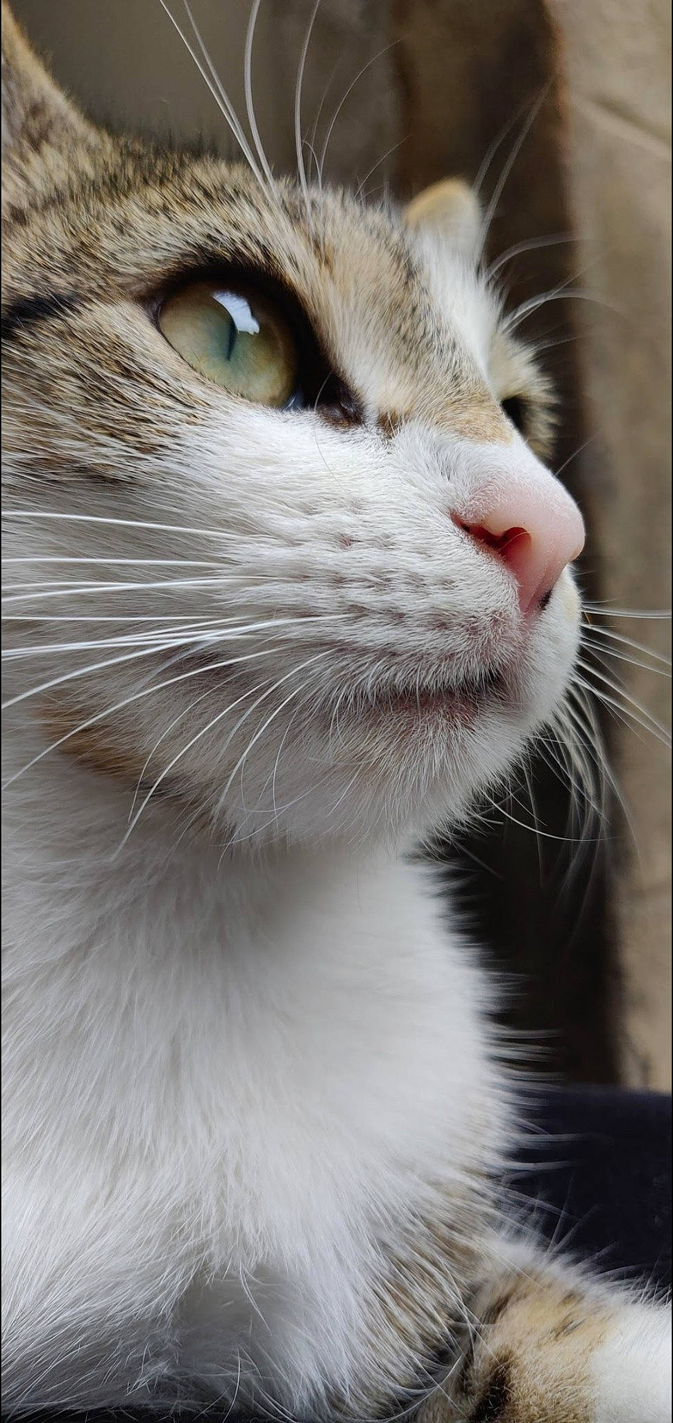 Kazhig participe au concours pour gagner de l'argent avec cette photo : carnivore, cat, close_up, domestic_short_haired_cat, fang, felidae, fur, photography, small_to_medium_sized_cats, snout, terrestrial_animal, whiskers, window