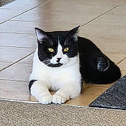 Tobias is registered to the contest to win money with this photo: cat, black_and_white, yellow_eyes, animal, pet, feline, sitting, floor, tile, indoor, paws, fur, whiskers, relaxed, looking, domestic, cute, mammal, resting, alert