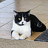 cat, black_and_white, yellow_eyes, animal, pet, feline, sitting, floor, tile, indoor, paws, fur, whiskers, relaxed, looking, domestic, cute, mammal, resting, alert