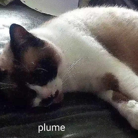 Plume