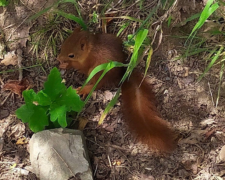 Noisette participe au concours pour gagner de l'argent avec cette photo : adaptation, fawn, gopher, groundhog, plant, prairie_dog, rodent, squirrel, terrestrial_animal, wildlife