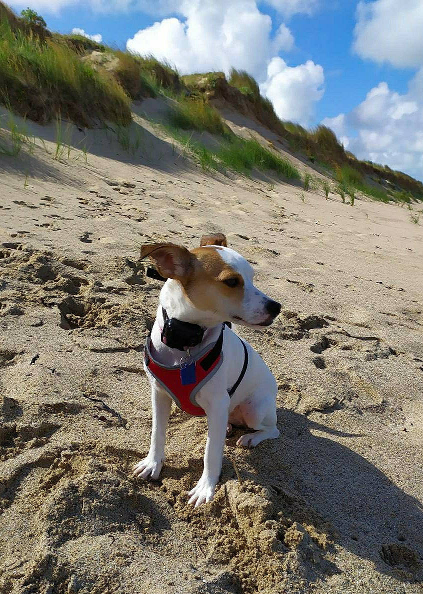 Onie participe au concours pour gagner de l'argent avec cette photo : adventure, beach, canidae, carnivore, cretan_hound, dog, dog_breed, dog_hiking, feist, fox_terrier, hunting_dog, jack_russell_terrier, mammal, mountain, potcake_dog, rat_terrier, russell_terrier, sand, vacation, walking