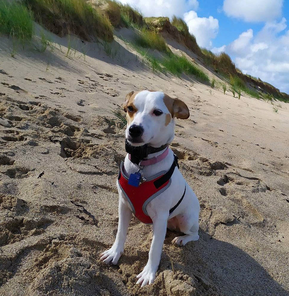 Onie a rejoint le concours — aidez-le/la à gagner de superbes lots ! adventure, beach, canidae, carnivore, companion_dog, danish_swedish_farmdog, dog, dog_breed, dog_collar, feist, jack_russell_terrier, leash, mammal, parson_russell_terrier, potcake_dog, rat_terrier, russell_terrier, sand, sporting_group, vacation