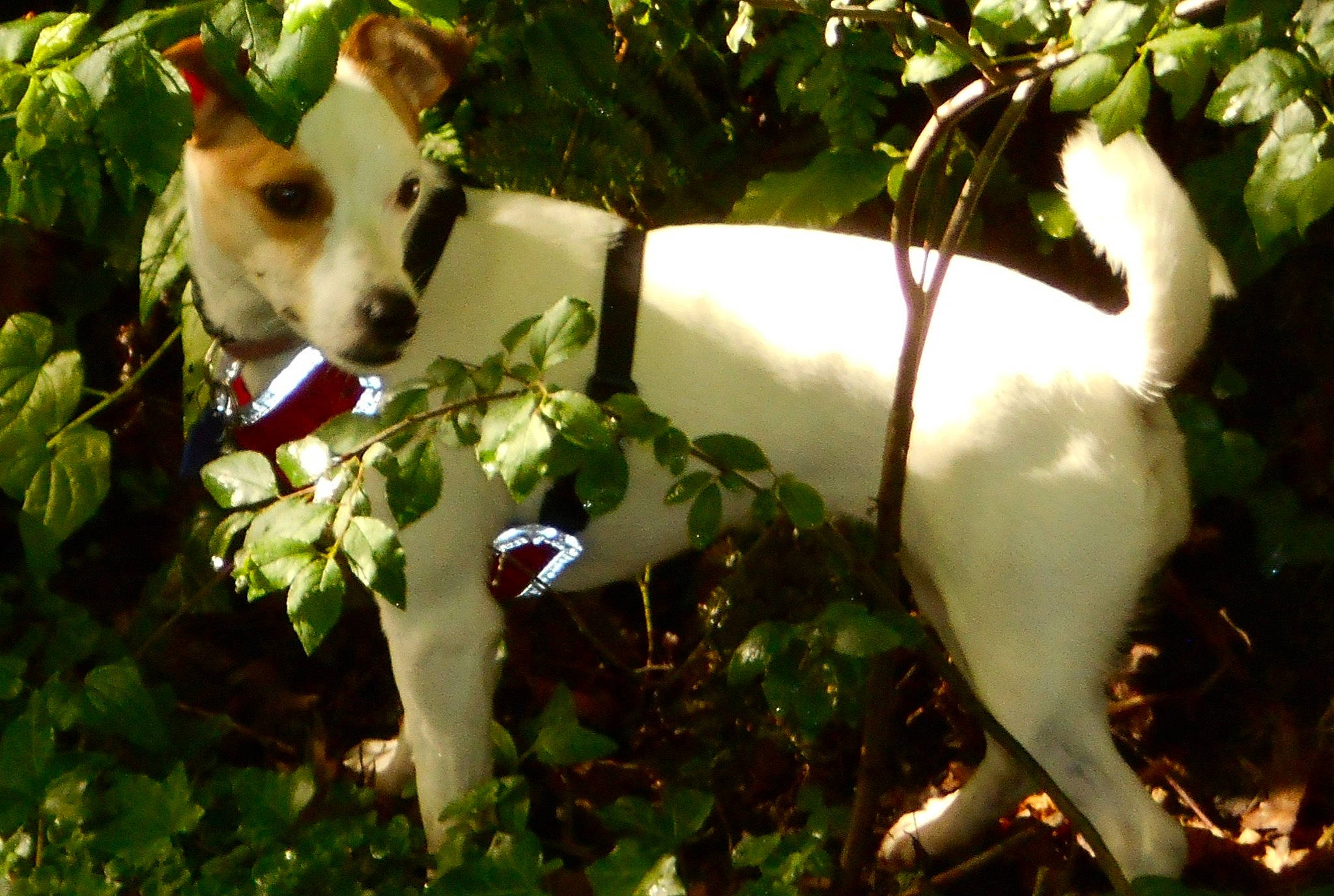 Onie participe au concours pour gagner de l'argent avec cette photo : canidae, carnivore, companion_dog, dog, dog_breed, feist, jack_russell_terrier, mammal, parson_russell_terrier, plant, rat_terrier, russell_terrier, teddy_roosevelt_terrier, tenterfield_terrier, terrier, tree, treeing_feist, vertebrate