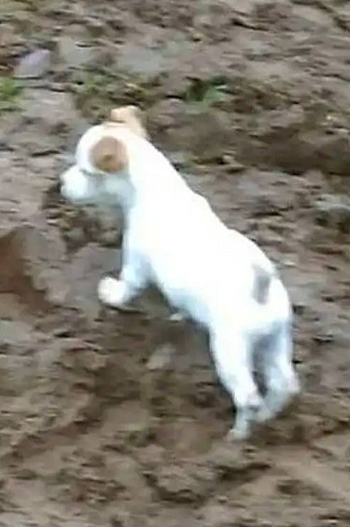 Onie a rejoint le concours — aidez-le/la à gagner de superbes lots ! american_bulldog, brittany, canidae, carnivore, dog, dog_breed, jack_russell_terrier, mammal, non_sporting_group, parson_russell_terrier, pointer, puppy, russell_terrier, sporting_group, terrier, vertebrate