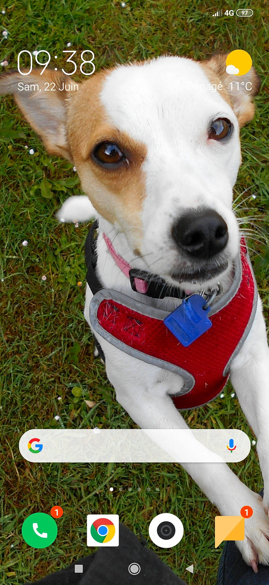 Onie a rejoint le concours — aidez-le/la à gagner de superbes lots ! canidae, carnivore, companion_dog, dog, dog_breed, feist, jack_russell_terrier, mammal, miniature_fox_terrier, rare_breed_dog, rat_terrier, russell_terrier, snout, sporting_group, teddy_roosevelt_terrier, tenterfield_terrier, terrier, toy_fox_terrier, treeing_feist, vertebrate