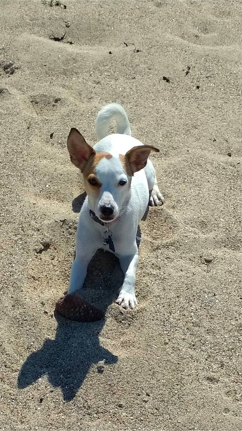 Onie a rejoint le concours — aidez-le/la à gagner de superbes lots ! beagle, canidae, carnivore, companion_dog, dog, dog_breed, fawn, hunting_dog, ibizan_hound, jack_russell_terrier, mammal, miniature_fox_terrier, russell_terrier, sporting_group, street_dog, teddy_roosevelt_terrier, tenterfield_terrier, terrier, treeing_feist, vertebrate