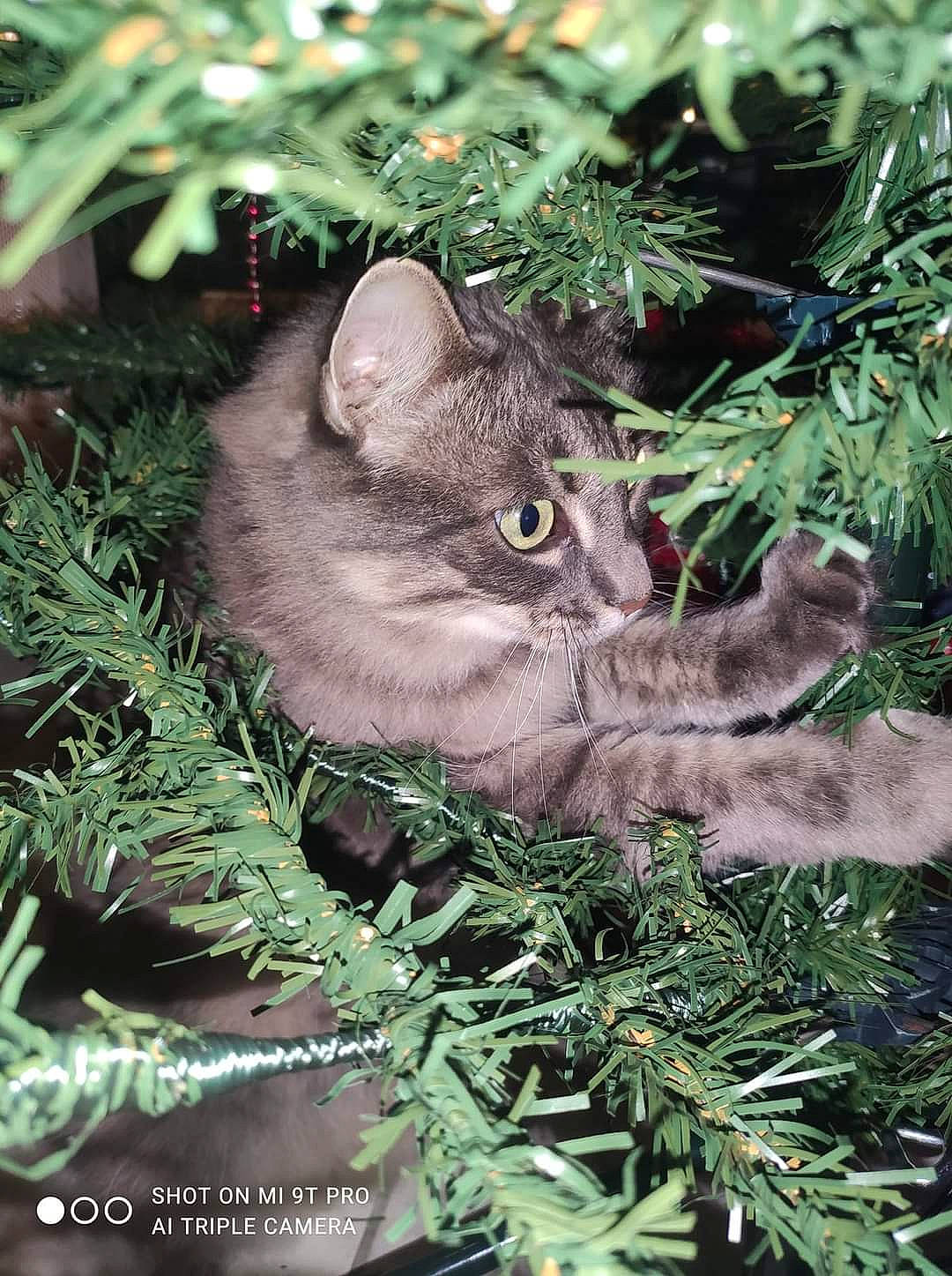 Kira a rejoint le concours — aidez-le/la à gagner de superbes lots ! botany, branch, carnivore, cat, domestic_short_haired_cat, fawn, felidae, fur, grass, groundcover, leaf, plant, small_to_medium_sized_cats, snout, tail, terrestrial_animal, tree, twig, whiskers, wood