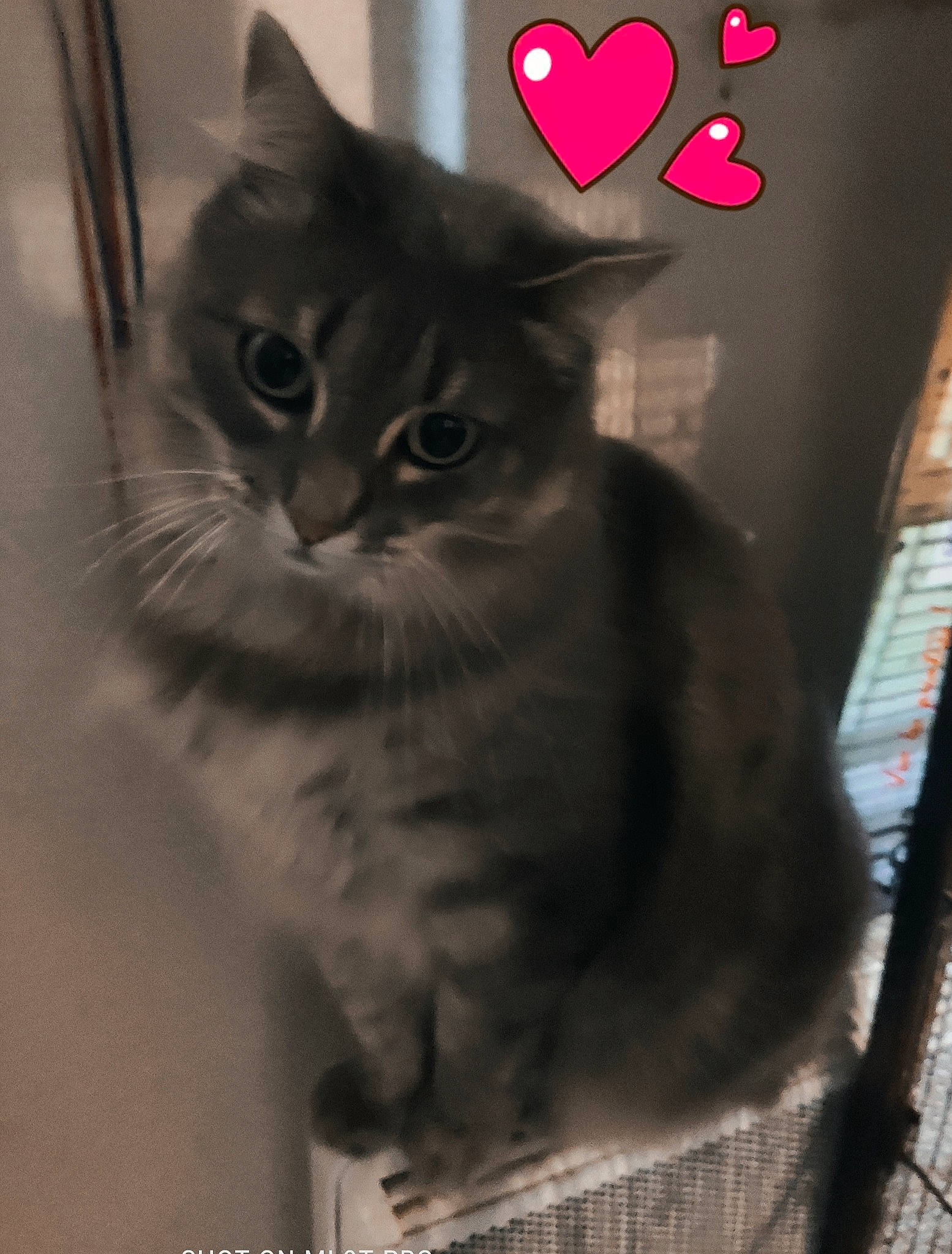 Kira participe au concours pour gagner de l'argent avec cette photo : black_cat, box, carnivore, cat, domestic_short_haired_cat, door, felidae, fur, grey, mammal, monochrome, monochrome_photography, paw, small_to_medium_sized_cats, snout, tail, vertebrate, whiskers, window