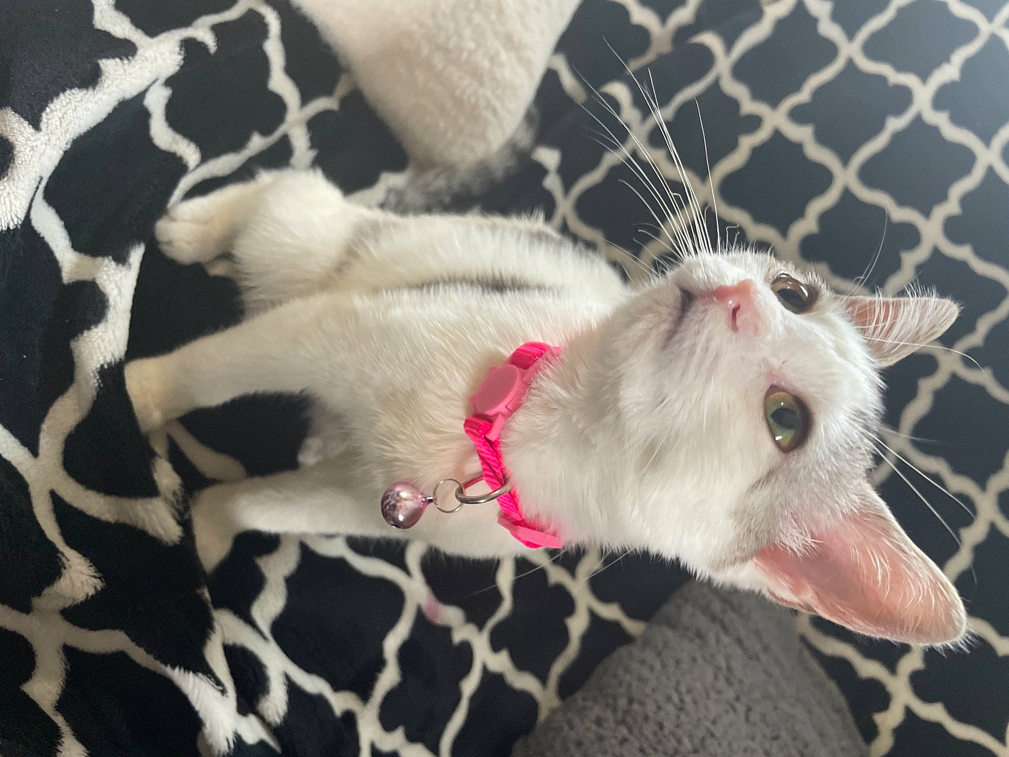 Flora is registered to the contest to win money with this photo: butterfly, carnivore, cat, claw, comfort, domestic_short_haired_cat, fang, fawn, felidae, fur, mouse, muroidea, pattern, paw, small_to_medium_sized_cats, snout, tail, terrestrial_animal, whiskers