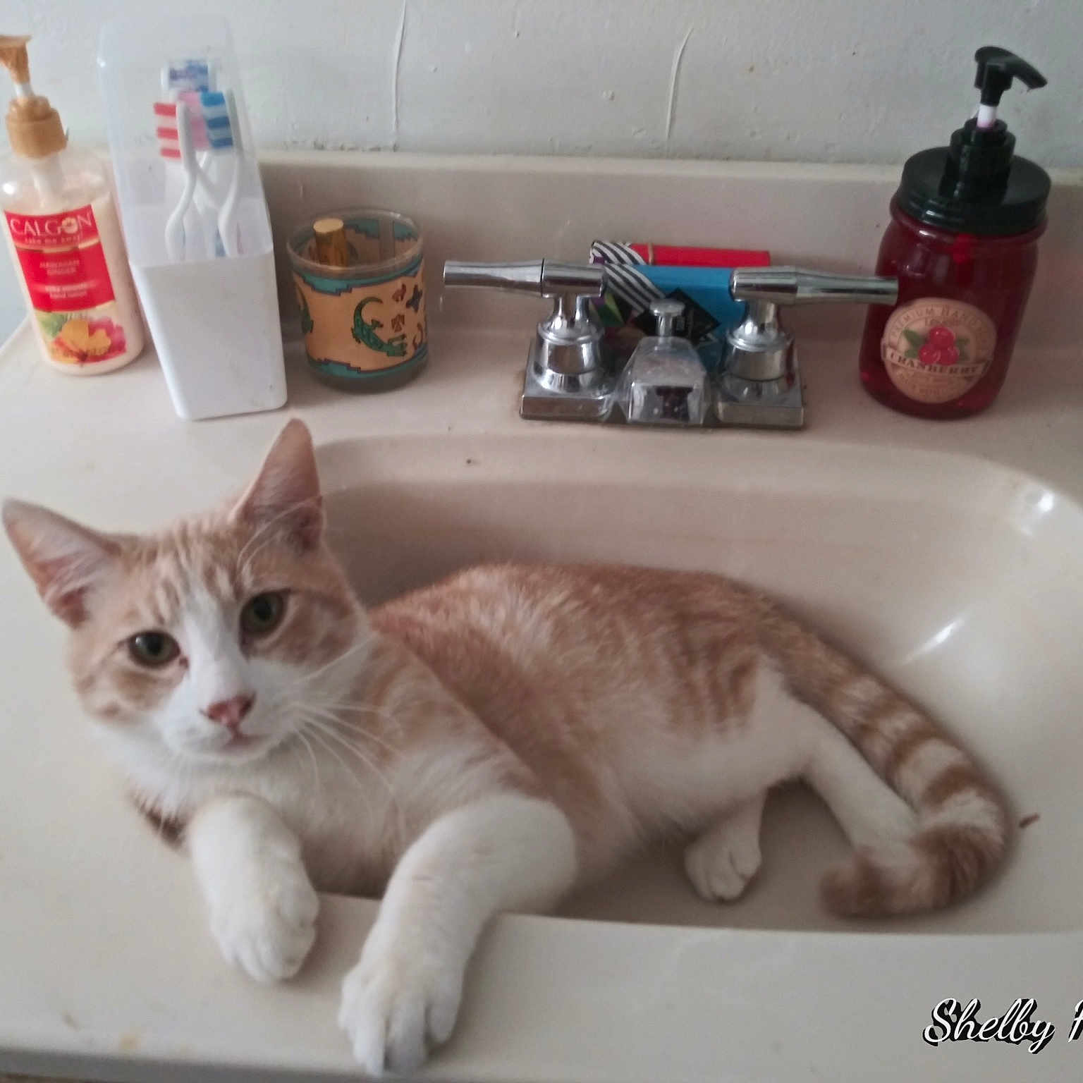 Loki is registered to the contest to win money with this photo: aegean_cat, arabian_mau, bathing, bathtub, burmilla, carnivore, cat, domestic_short_haired_cat, european_shorthair, felidae, kitten, plumbing_fixture, polydactyl_cat, sink, small_to_medium_sized_cats, tail, turkish_van, whiskers