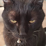 Broni a rejoint le concours — aidez-le/la à gagner de superbes lots ! black_cat, cat, feline, pet, animal, portrait, close_up, golden_eyes, whiskers, bell_collar, sitting, indoor, living_room, furniture, striped_surface, black_fur, long_ears, focused, playful, photography