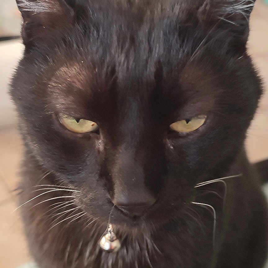 Broni a rejoint le concours — aidez-le/la à gagner de superbes lots ! black_cat, cat, feline, pet, animal, portrait, close_up, golden_eyes, whiskers, bell_collar, sitting, indoor, living_room, furniture, striped_surface, black_fur, long_ears, focused, playful, photography