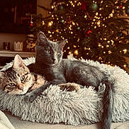 Aïko Et Loomy participe au concours pour gagner de l'argent avec cette photo : animal, cat, christmas_tree, companionship, cozy, cute, decorations, feline, fluffy_bed, gray_cat, holiday_lights, home, indoor, kitten, pets, relaxed, resting, soft_texture, tabby_cat, warm_lighting