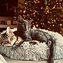 animal, cat, christmas_tree, companionship, cozy, cute, decorations, feline, fluffy_bed, gray_cat, holiday_lights, home, indoor, kitten, pets, relaxed, resting, soft_texture, tabby_cat, warm_lighting