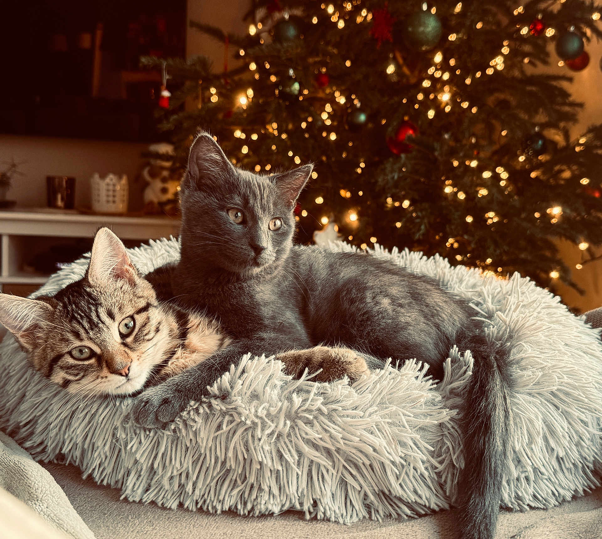 Aïko Et Loomy participe au concours pour gagner de l'argent avec cette photo : animal, cat, christmas_tree, companionship, cozy, cute, decorations, feline, fluffy_bed, gray_cat, holiday_lights, home, indoor, kitten, pets, relaxed, resting, soft_texture, tabby_cat, warm_lighting