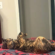Sweetie joined the competition — help win amazing prizes! animal, back, bed, blanket, cat, doorway, feline, fluffy, fur, indoor, lying_down, patterned_fabric, pet, portrait, raised_paw, relaxed, sleeping, sunlight, tortoiseshell_cat, whiskers
