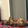 animal, back, bed, blanket, cat, doorway, feline, fluffy, fur, indoor, lying_down, patterned_fabric, pet, portrait, raised_paw, relaxed, sleeping, sunlight, tortoiseshell_cat, whiskers