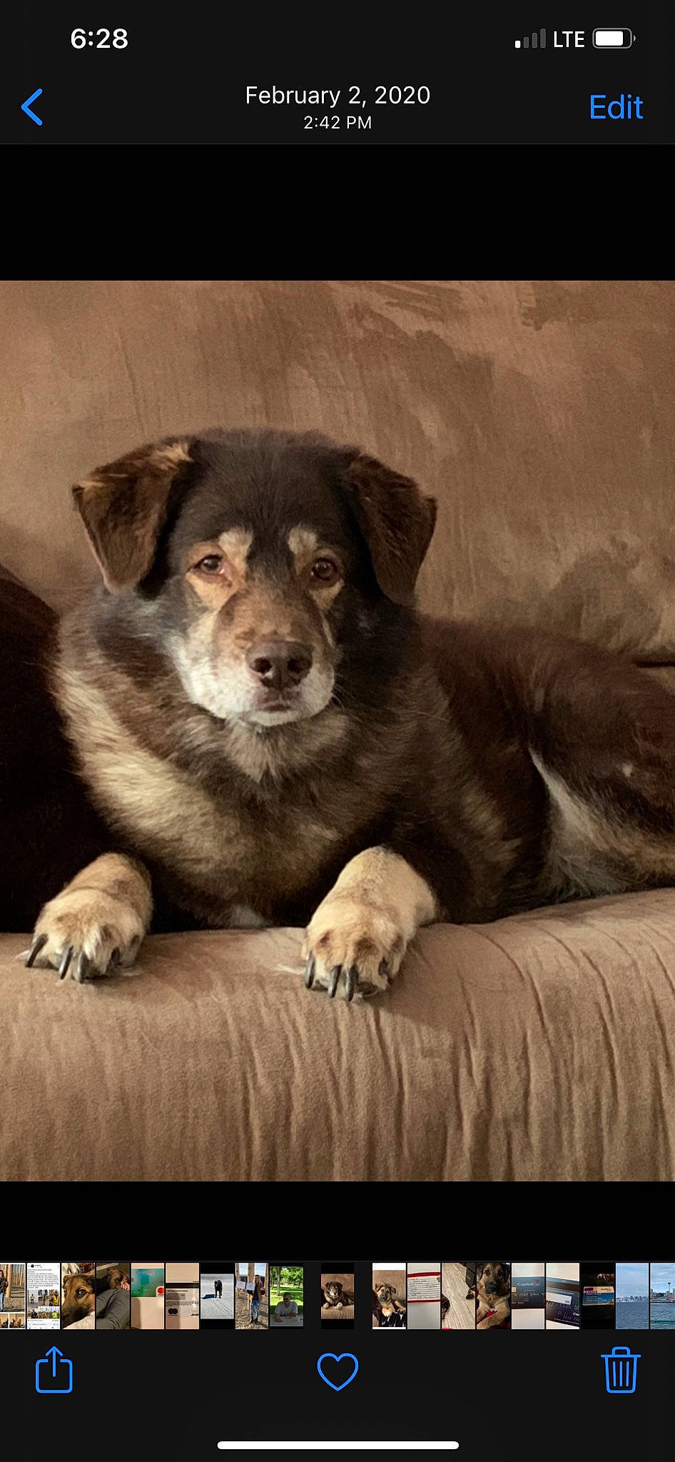 Max is registered to the contest to win money with this photo: bored, canidae, carnivore, comfort, companion_dog, darkness, dog, dog_breed, flash_photography, fur, grey, monochrome, monochrome_photography, snout, sporting_group, terrestrial_animal, tints_and_shades, whiskers, working_animal, working_dog