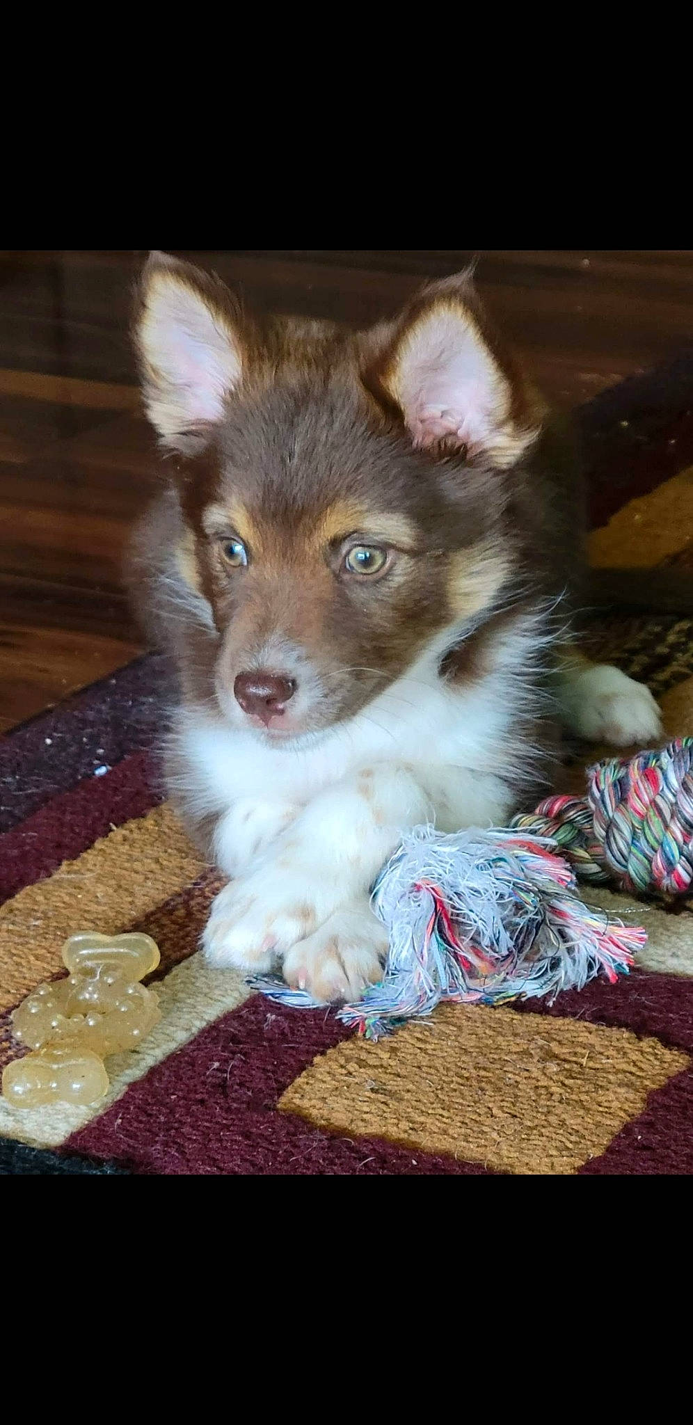 Boost is registered to the contest to win money with this photo: ancient_dog_breeds, canidae, canis, carnivore, companion_dog, dog, dog_breed, fawn, flooring, fur, hardwood, non_sporting_group, snout, sporting_group, tail, terrestrial_animal, whiskers, wood, working_animal, working_dog