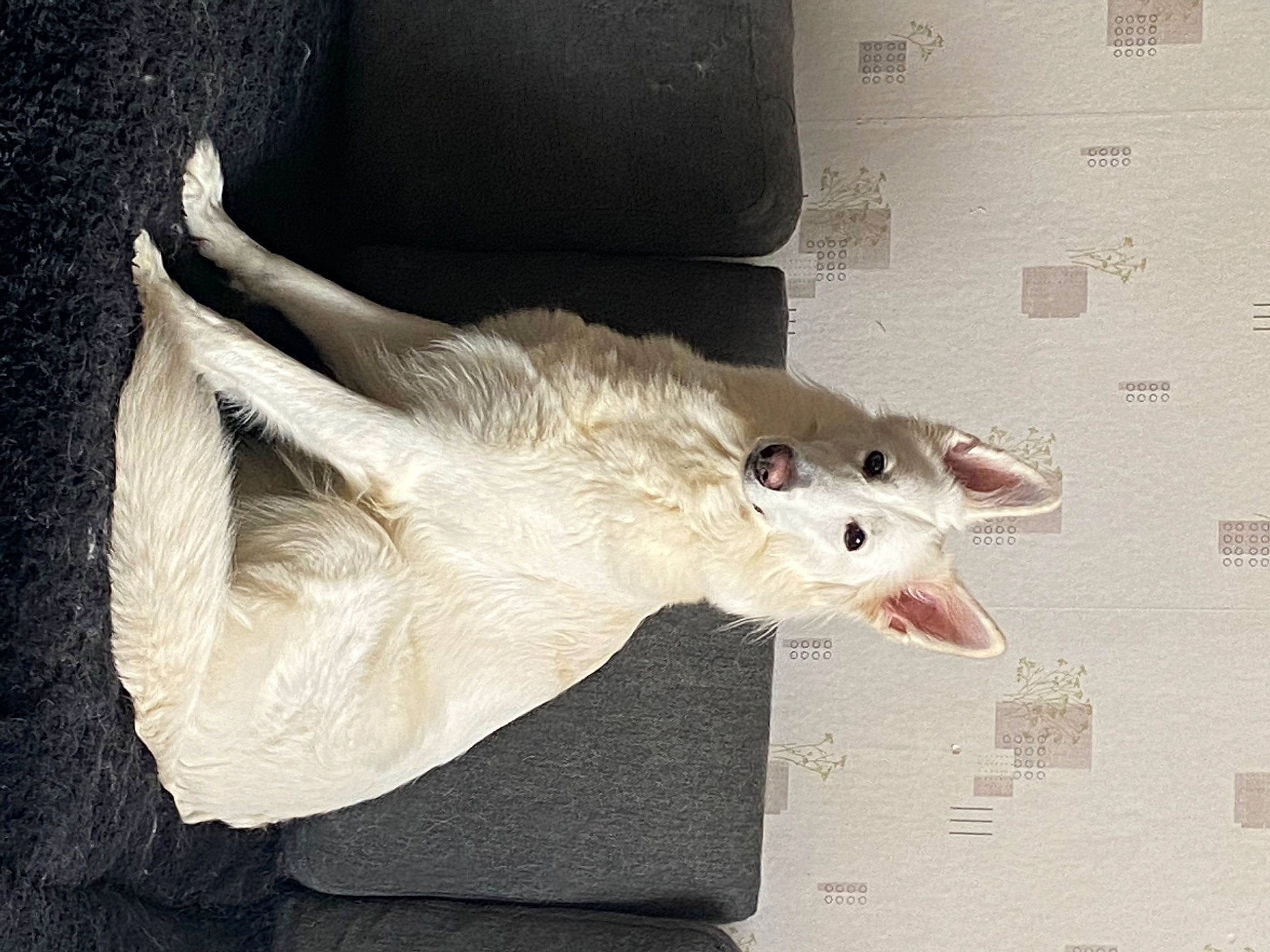 Oxane participe au concours pour gagner de l'argent avec cette photo : art, canidae, carnivore, companion_dog, dog_breed, dress, fawn, feather, felidae, fish, foot, fur, paw, small_to_medium_sized_cats, snout, sporting_group, tail, toy, whiskers, wing