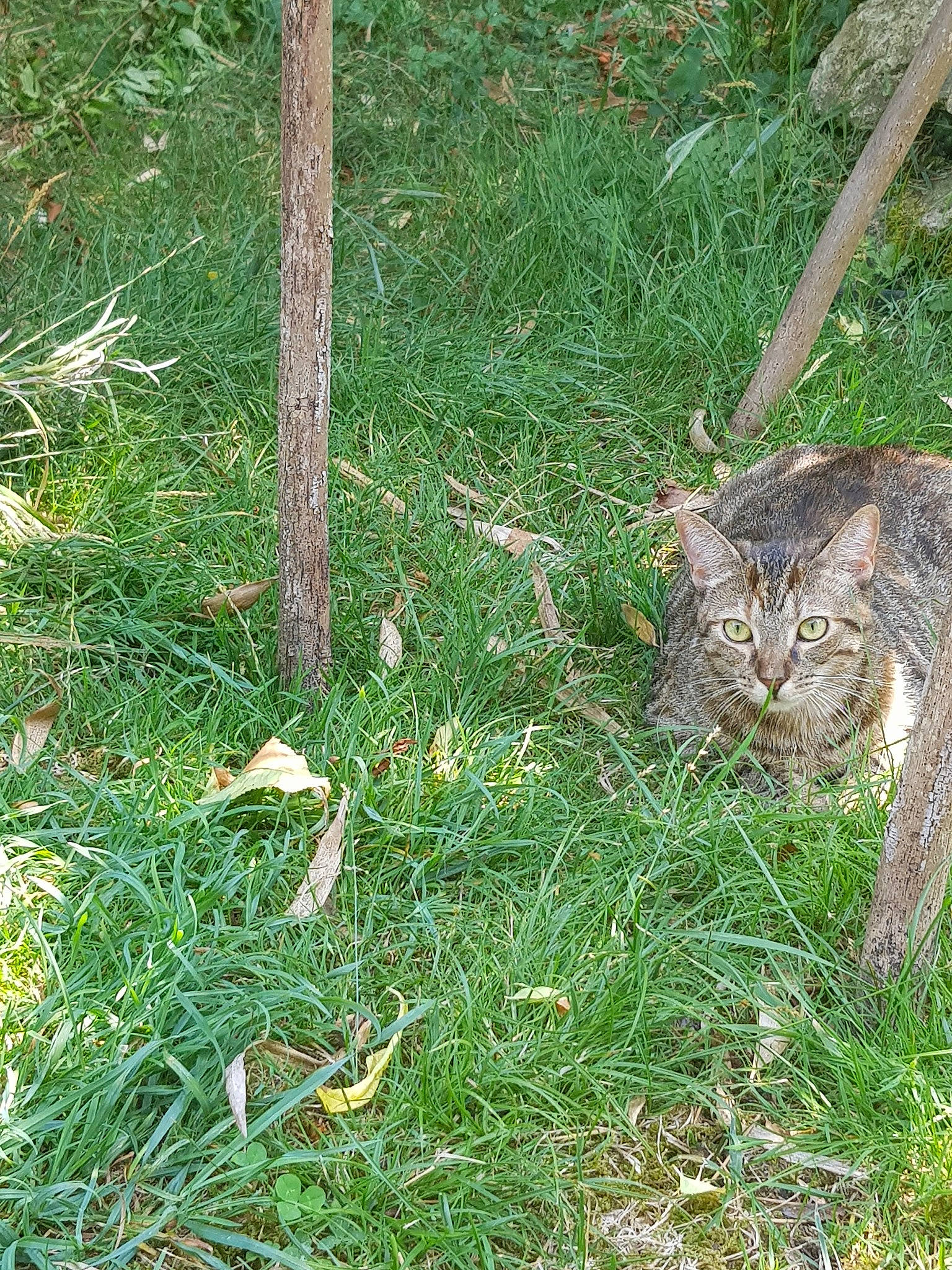 Jinx a rejoint le concours — aidez-le/la à gagner de superbes lots ! cat, domestic_short_haired_cat, european_shorthair, felidae, fodder, grass, grass_family, plant, small_to_medium_sized_cats, tail, whiskers, wild_cat