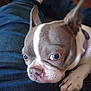 dog, puppy, boston_terrier, close_up, pet, indoor, denim, lap, paw, collar, brown_eyes, white_fur, brown_fur, curious, resting, animal, cute, companion, domestic_animal, snout