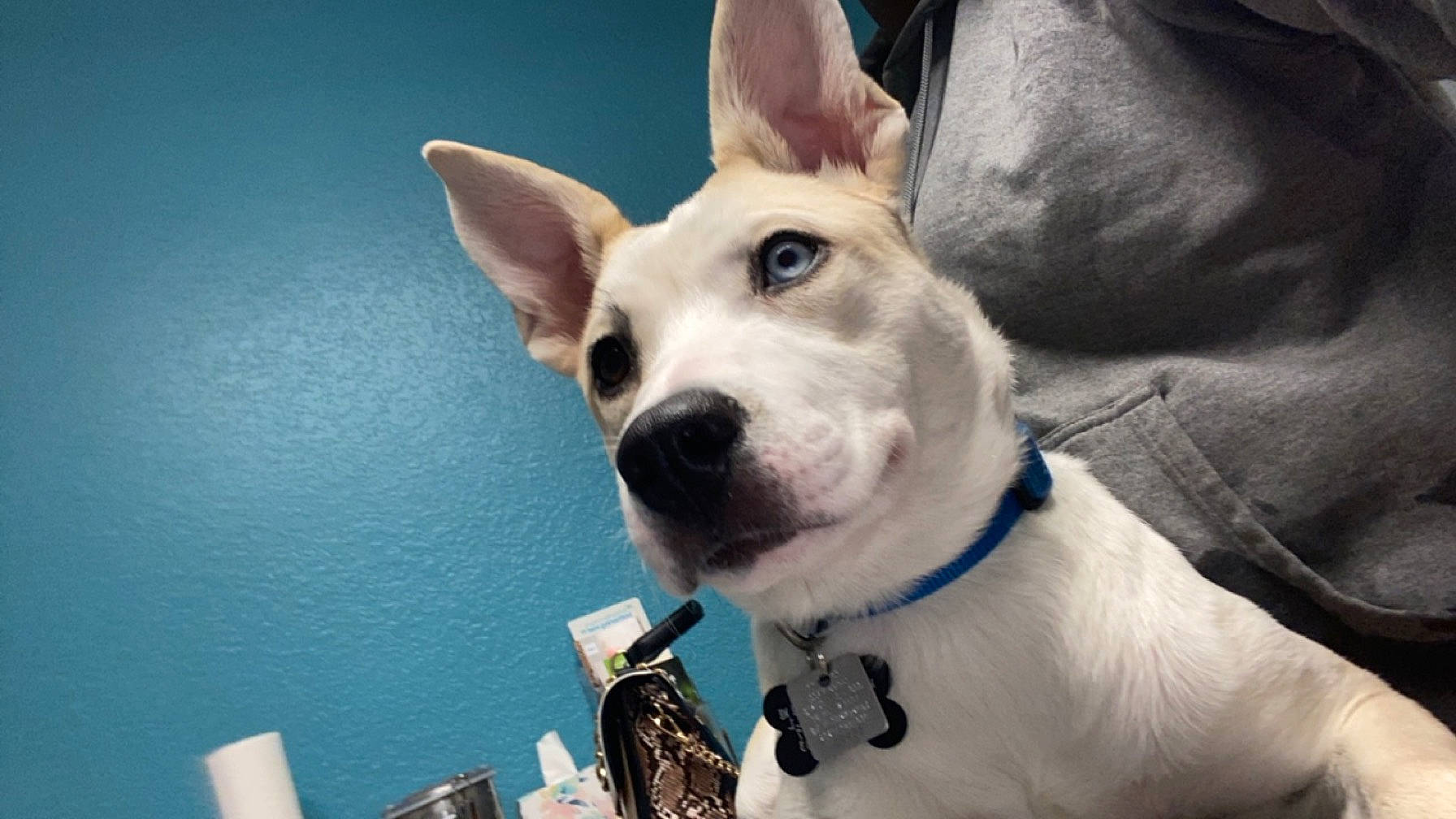 Pepper joined the competition — help win amazing prizes! ancient_dog_breeds, canidae, carnivore, collar, companion_dog, dog, dog_breed, dog_collar, ear, fawn, fur, guard_dog, jaw, non_sporting_group, paw, sporting_group, tail, whiskers, working_animal, working_dog