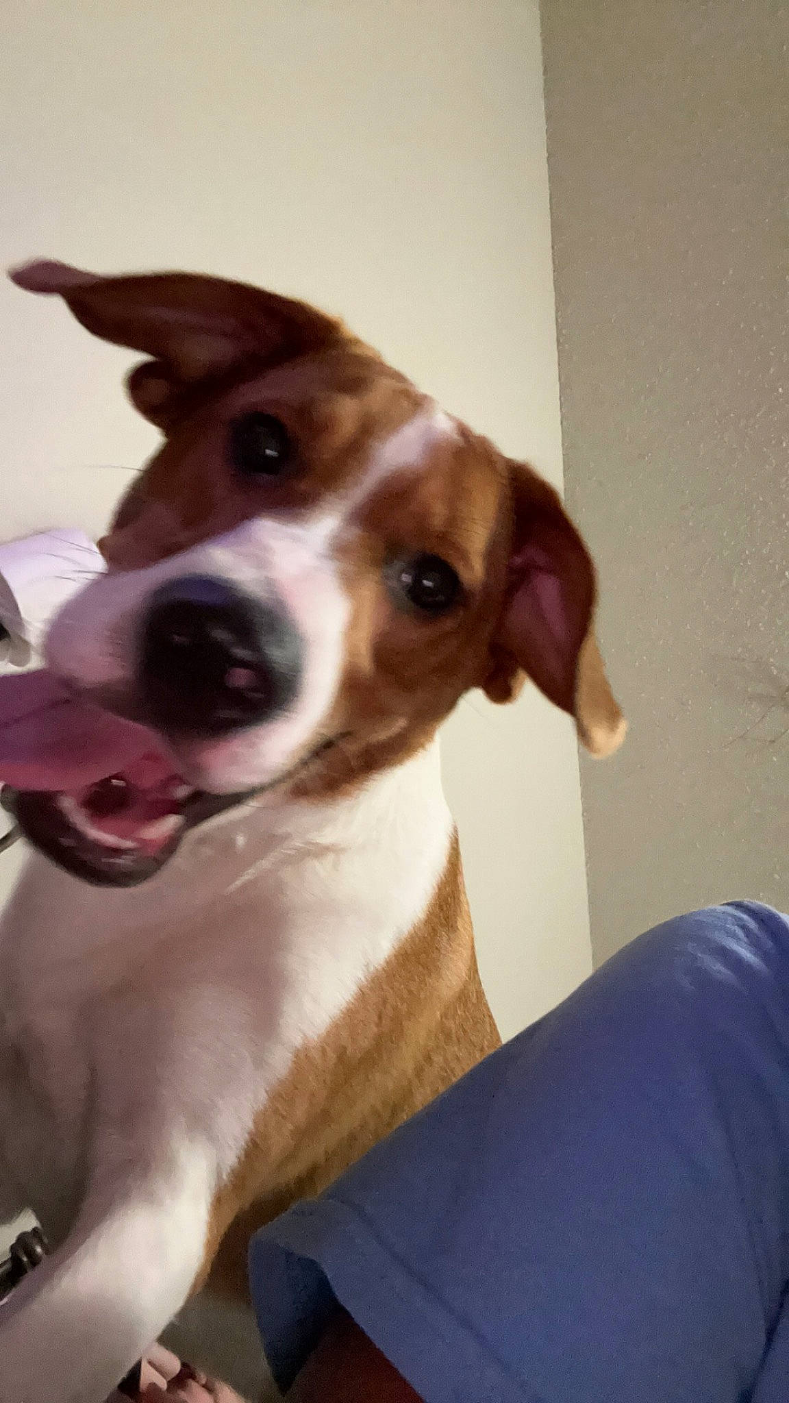 Mariposa is registered to the contest to win money with this photo: basenji, beagle, canidae, carnivore, collar, companion_dog, dog, dog_breed, fawn, fur, hound, hunting_dog, irishjacks, puppy, scent_hound, snout, sporting_group, street_dog, whiskers, working_animal