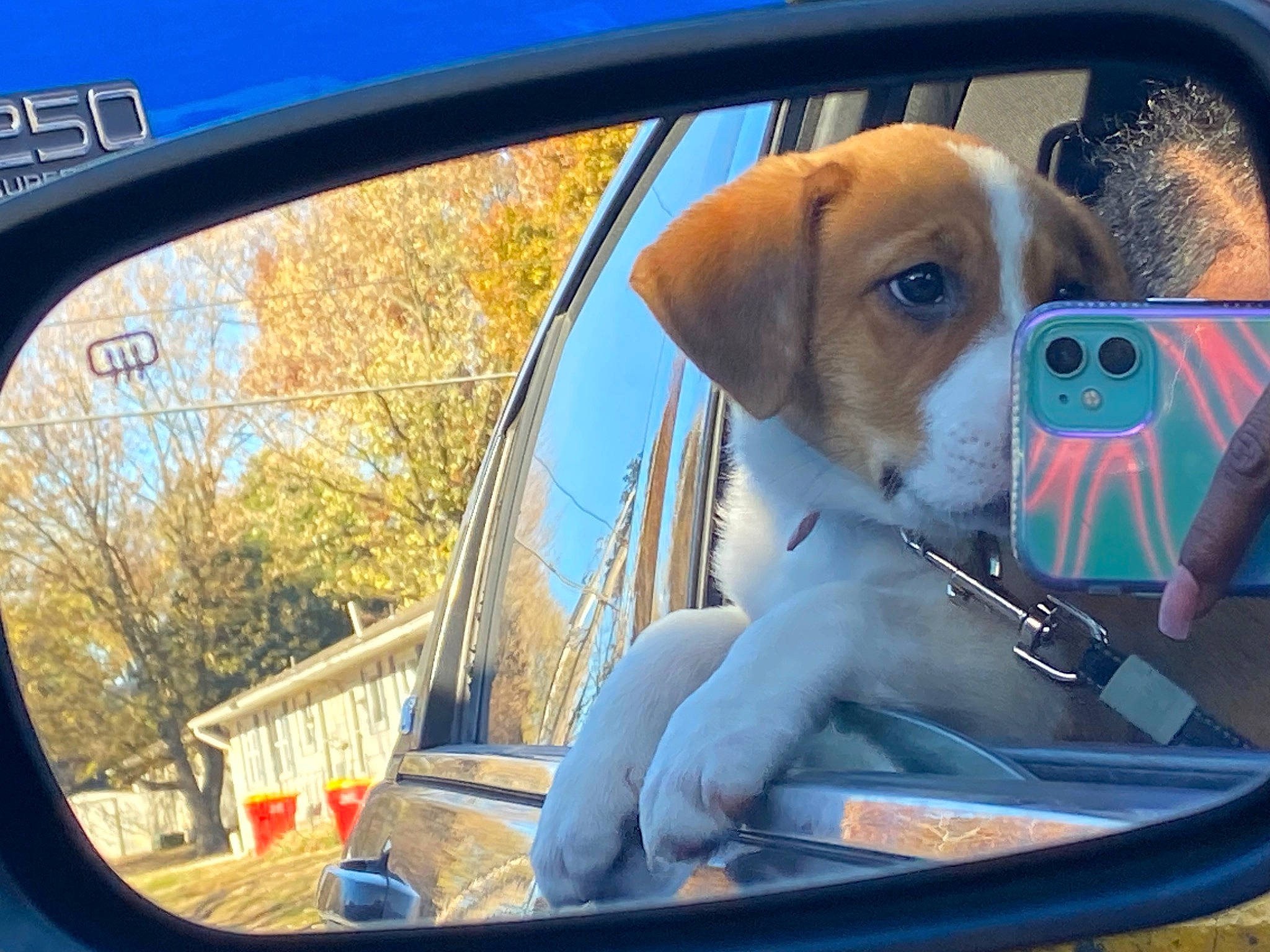 Mariposa joined the competition — help win amazing prizes! automotive_exterior, automotive_lighting, automotive_mirror, automotive_side_view_mirror, blue, car, carnivore, companion_dog, dog, dog_breed, fawn, hood, mode_of_transport, motor_vehicle, plant, rear_view_mirror, vehicle, vehicle_door, window, windscreen_wiper