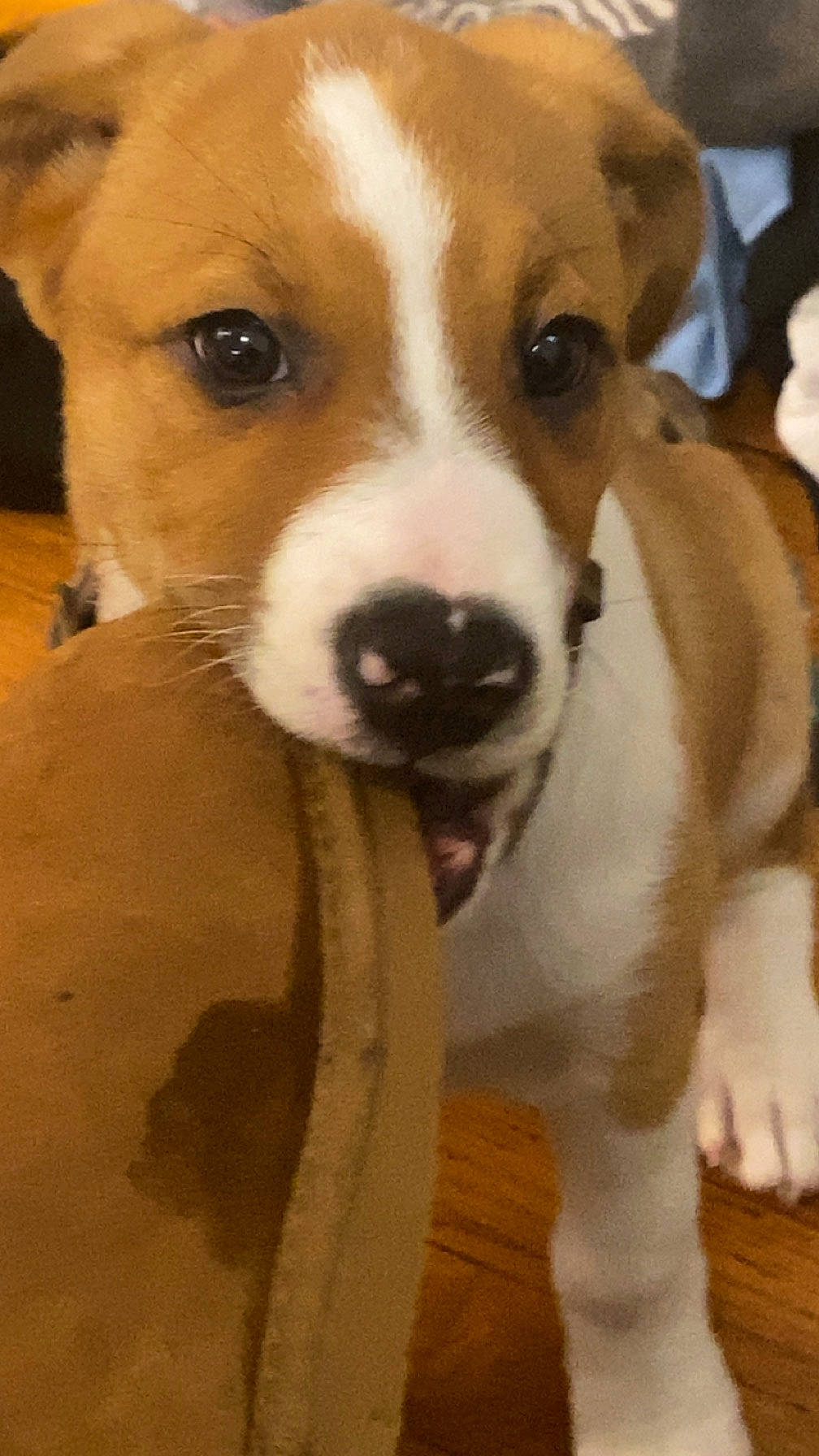 Mariposa is registered to the contest to win money with this photo: ancient_dog_breeds, canidae, carnivore, companion_dog, dog, dog_breed, fawn, flooring, fur, hardwood, irishjacks, non_sporting_group, photography, snout, sporting_group, terrestrial_animal, terrier, whiskers, wood, working_animal