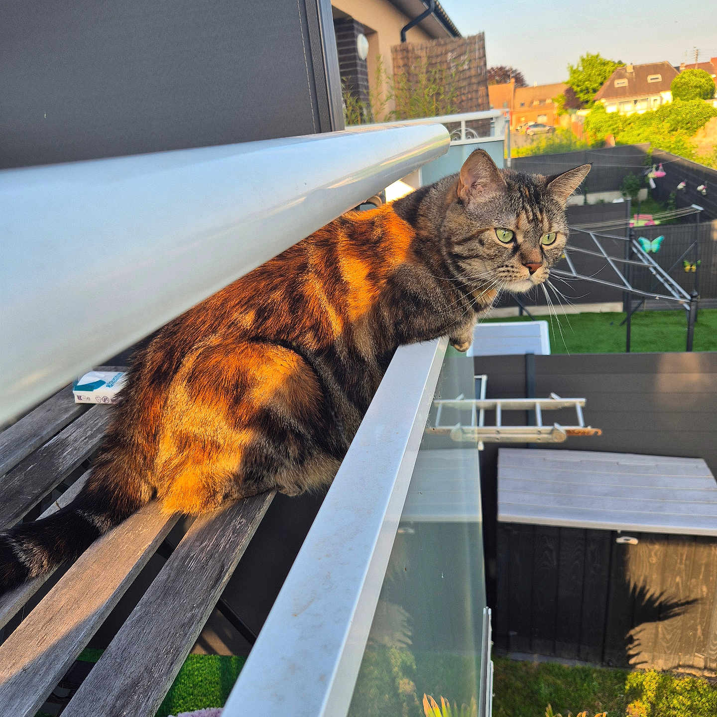Nala a rejoint le concours — aidez-le/la à gagner de superbes lots ! animal, balcony, bench, cat, daytime, feline, garden, glass, greenery, house, nature, outdoor, pet, railing, relaxing, sky, suburban, sunlight, tabby_cat, wood