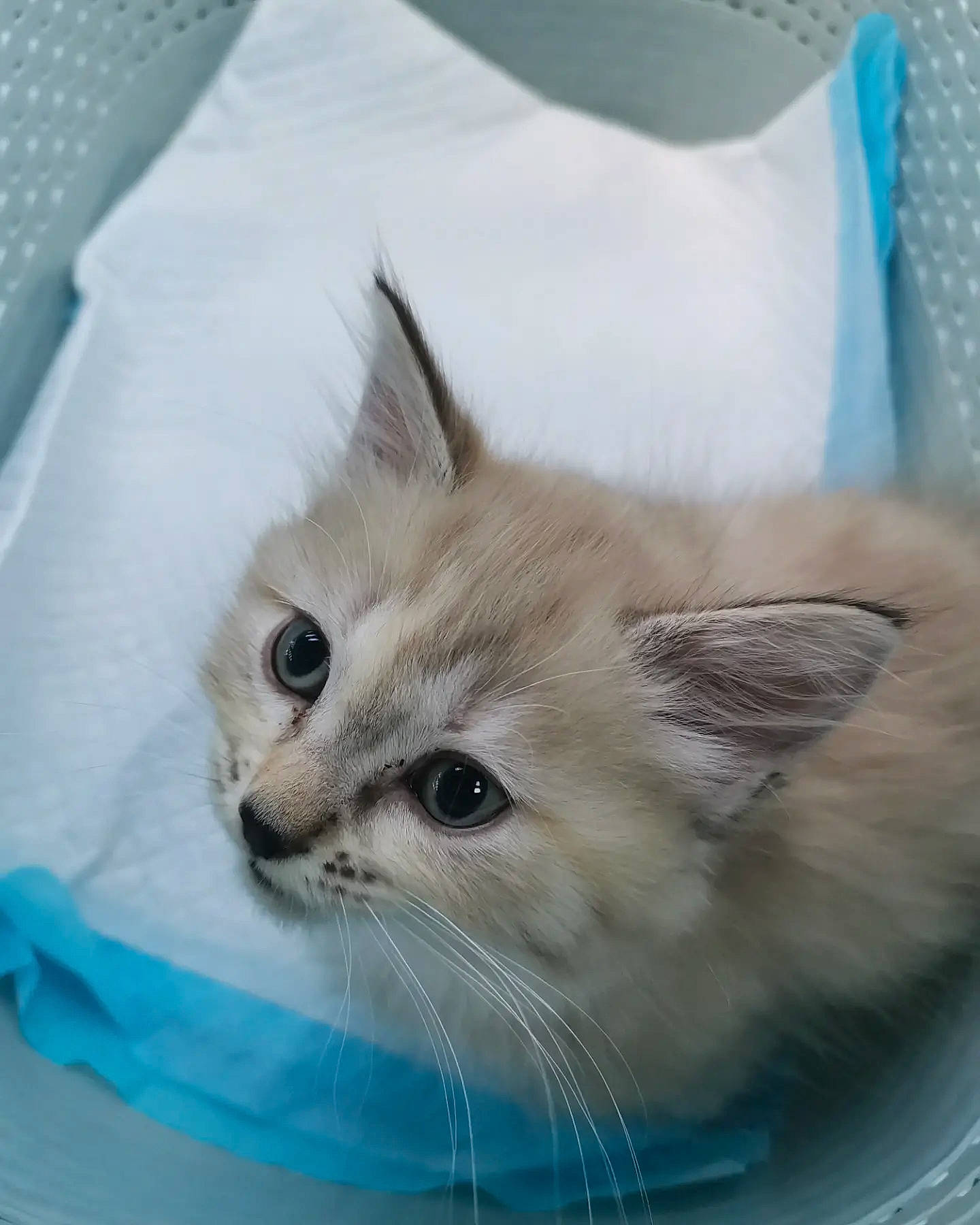 Tsuki participe au concours pour gagner de l'argent avec cette photo : carnivore, cat, claw, domestic_short_haired_cat, eye, fawn, felidae, fur, head, iris, paw, pet_supply, small_to_medium_sized_cats, snout, whiskers