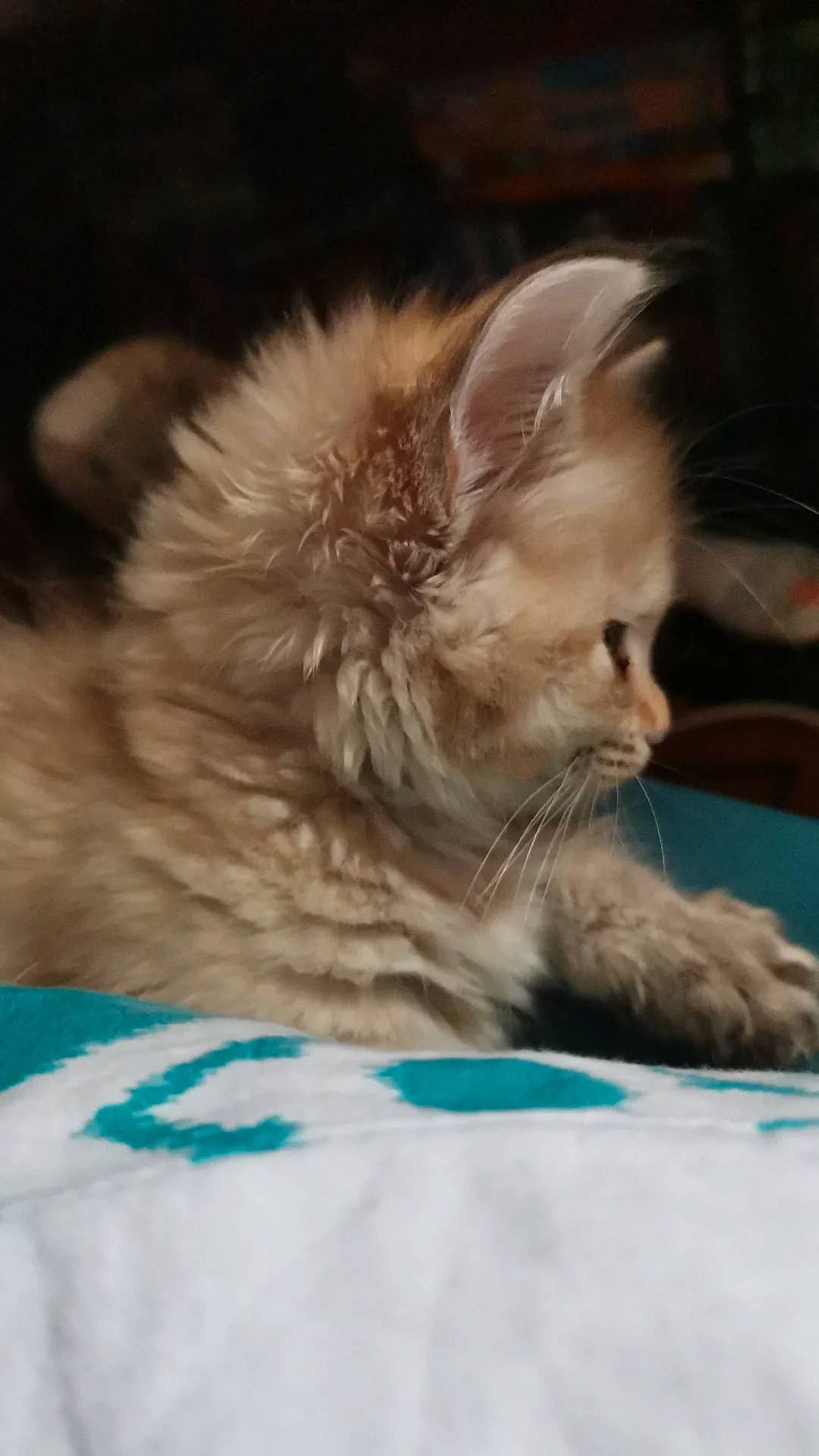 Tsuki participe au concours pour gagner de l'argent avec cette photo : carnivore, cat, claw, comfort, domestic_short_haired_cat, fawn, felidae, fur, nap, paw, sitting, sleep, small_to_medium_sized_cats, tail, terrestrial_animal, whiskers