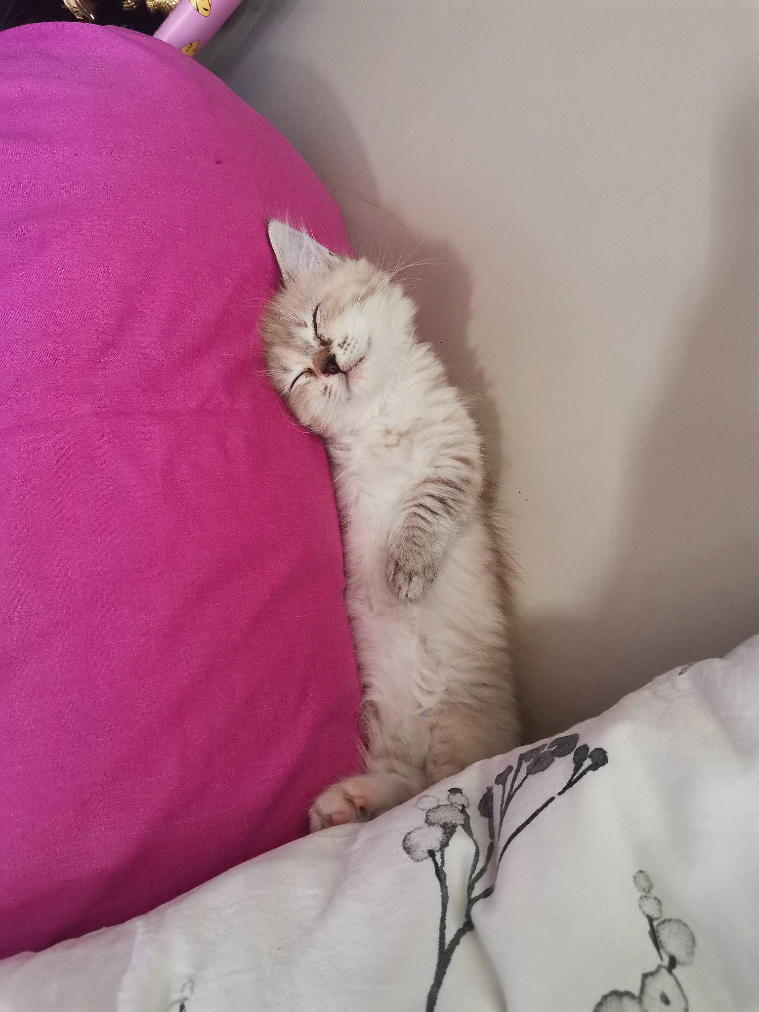 Tsuki a rejoint le concours — aidez-le/la à gagner de superbes lots ! carnivore, cat, claw, comfort, domestic_short_haired_cat, fawn, felidae, fur, linens, magenta, nap, paw, room, sleep, small_to_medium_sized_cats, snout, tail, textile, whiskers, window