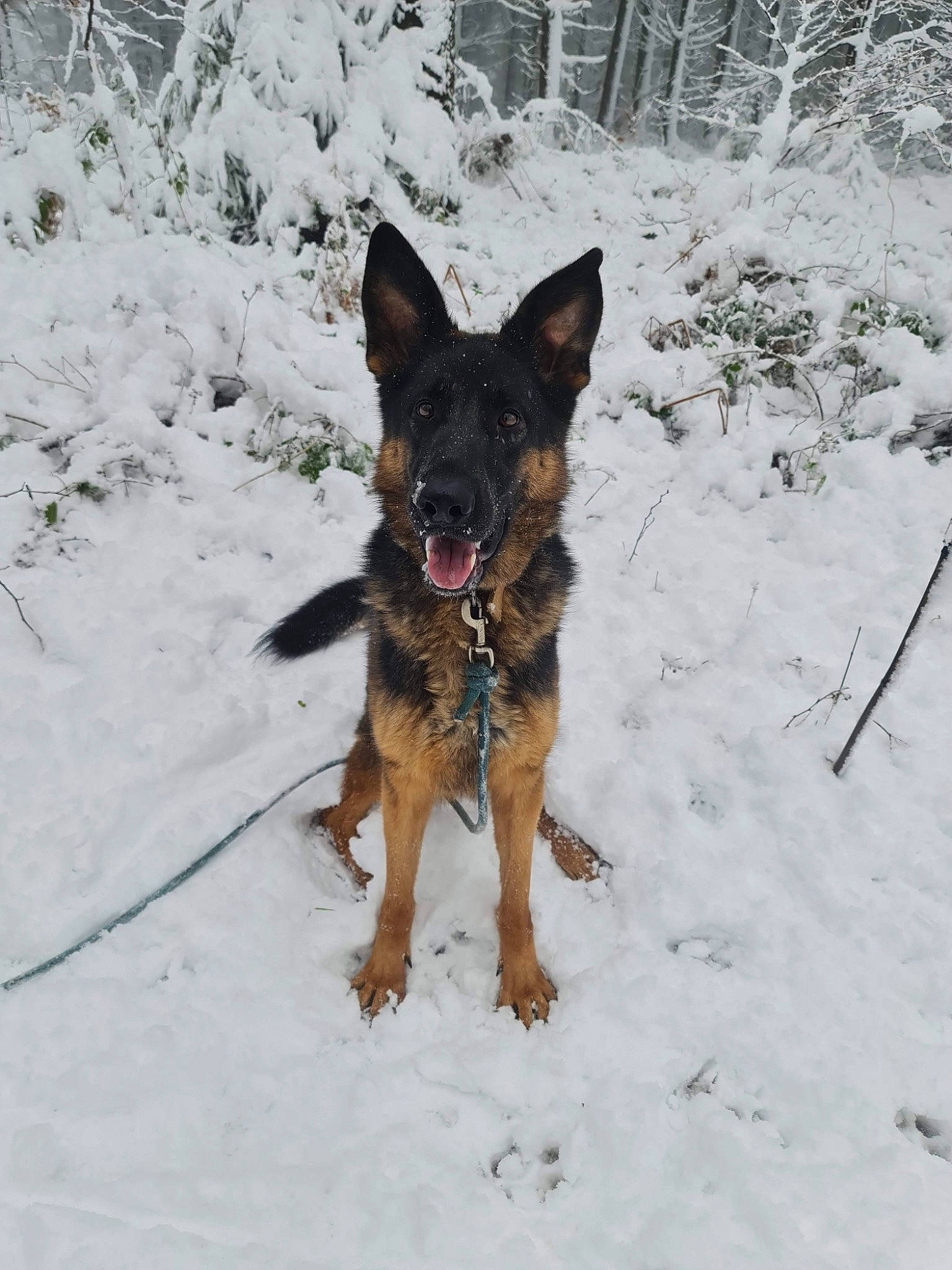 Ombre a rejoint le concours — aidez-le/la à gagner de superbes lots ! canidae, canis, carnivore, dog, dog_breed, dog_supply, east_european_shepherd, freezing, fur, german_shepherd_dog, guard_dog, herding_dog, plant, snout, snow, sporting_group, tree, winter, working_animal, working_dog