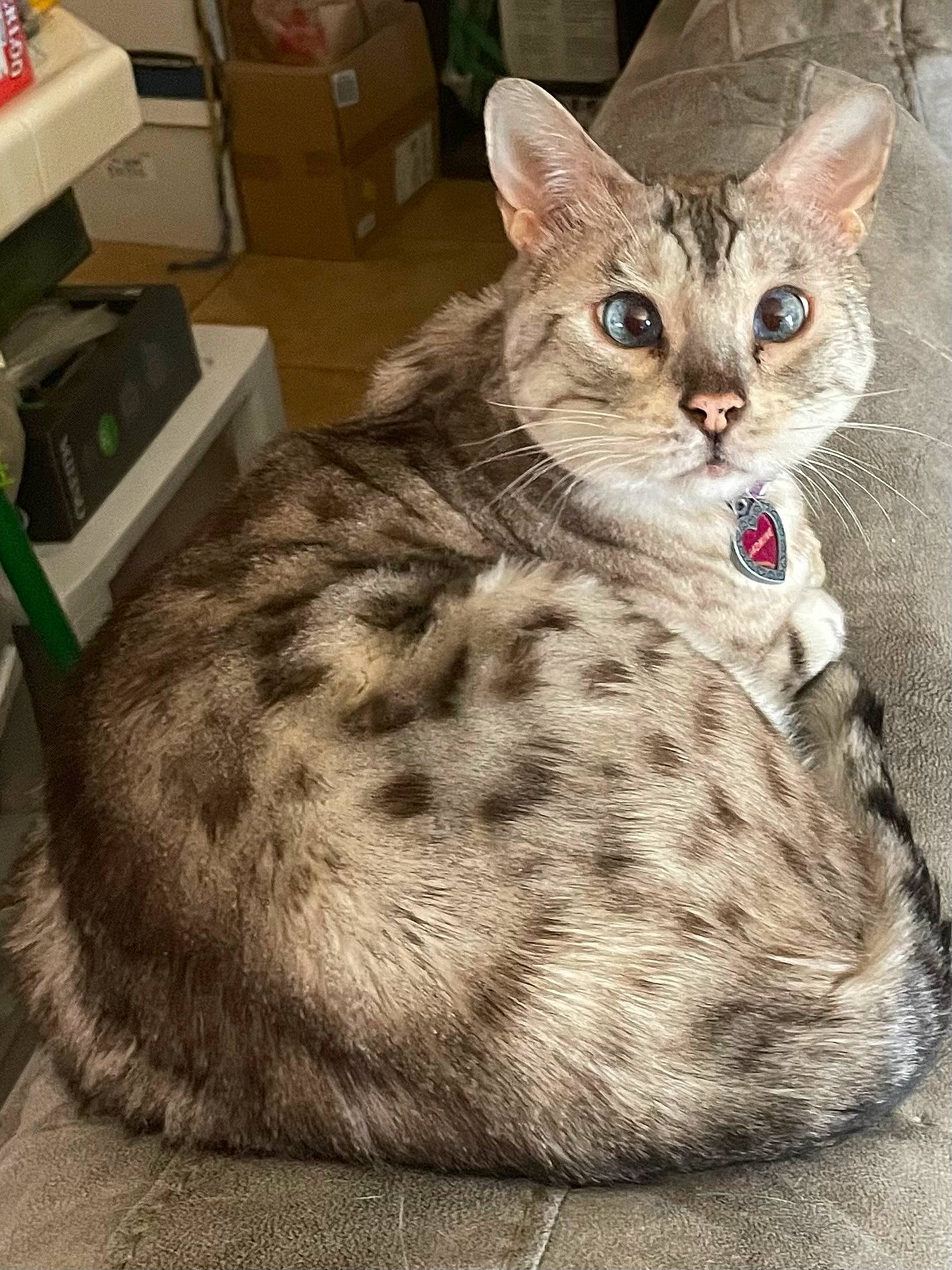 Jasmine joined the competition — help win amazing prizes! carnivore, cat, claw, felidae, fur, paper_towel, paw, peripheral, sitting, small_to_medium_sized_cats, snout, terrestrial_animal, whiskers, wildlife